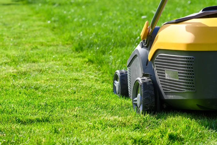 Homme taillant une haie ornementale dans un jardin paysager avec taille-haie électrique