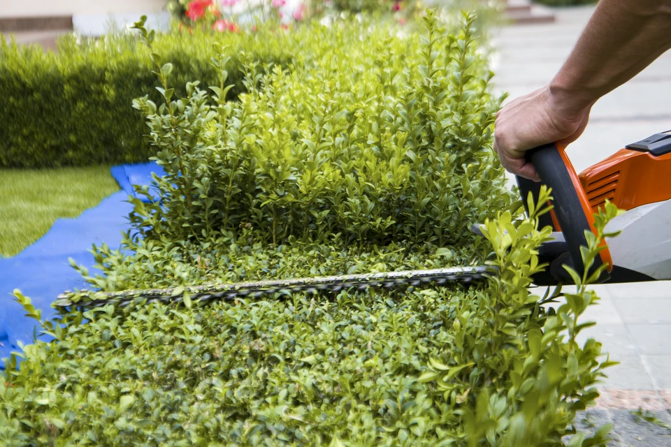 Homme taillant une haie ornementale dans un jardin paysager avec taille-haie électrique