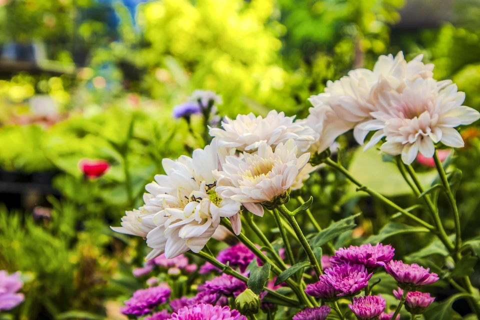 Jardin paysager avec massifs floraux colorés en premier plan, comprenant pivoines roses et blanches, lavande violette, feuillages ornementaux