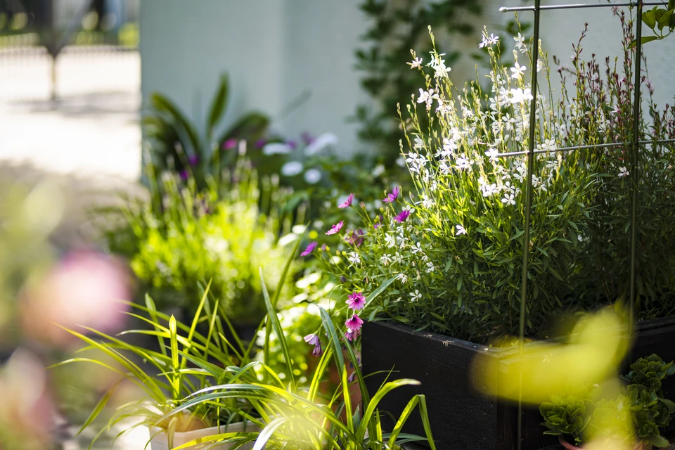Aménagement paysager extérieur avec arbre fleuri rose central entouré de massifs arbustifs, conifères et fleurs blanches sur pelouse verte